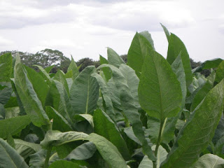 Tobacco-Leaves