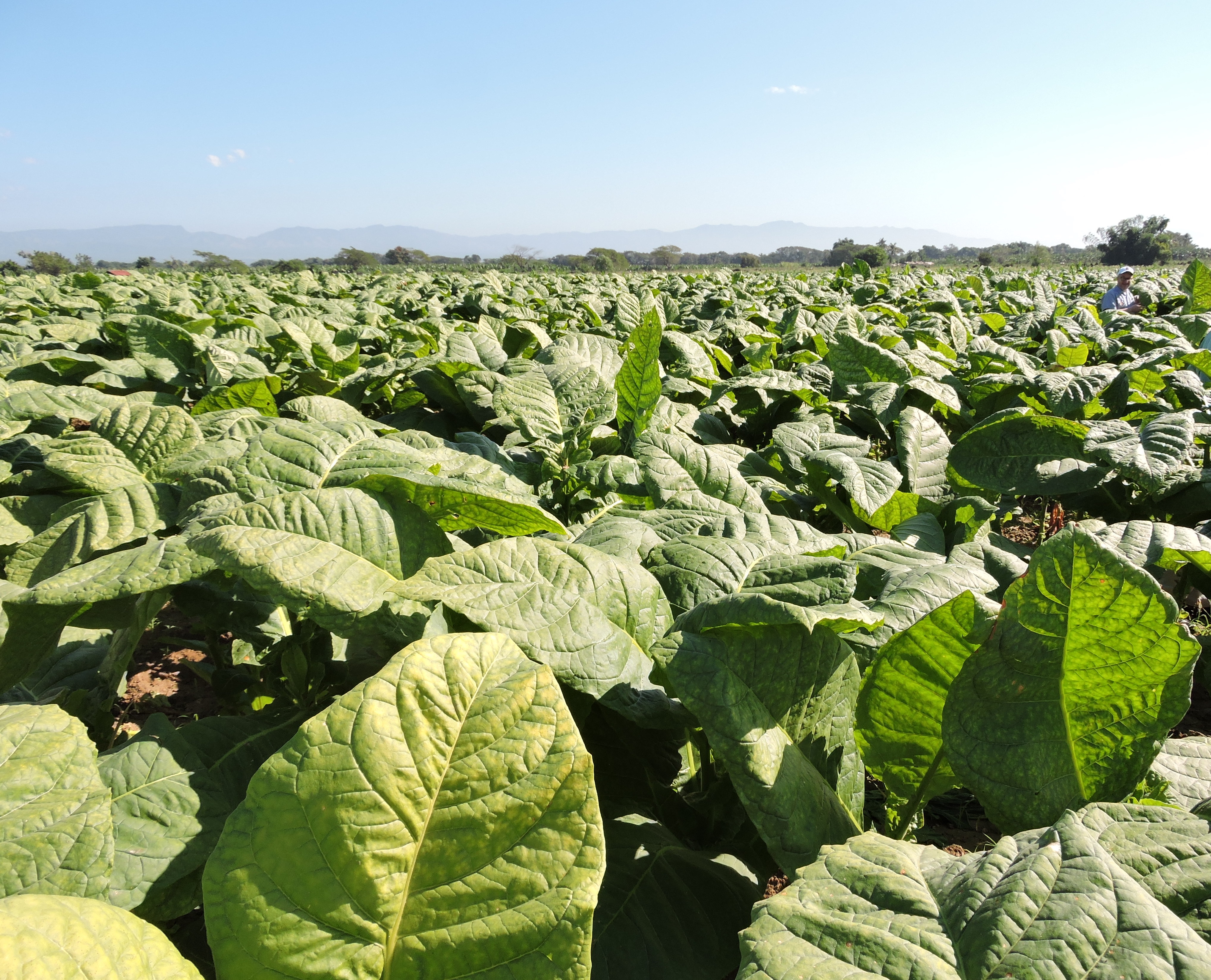 Tobacco Field