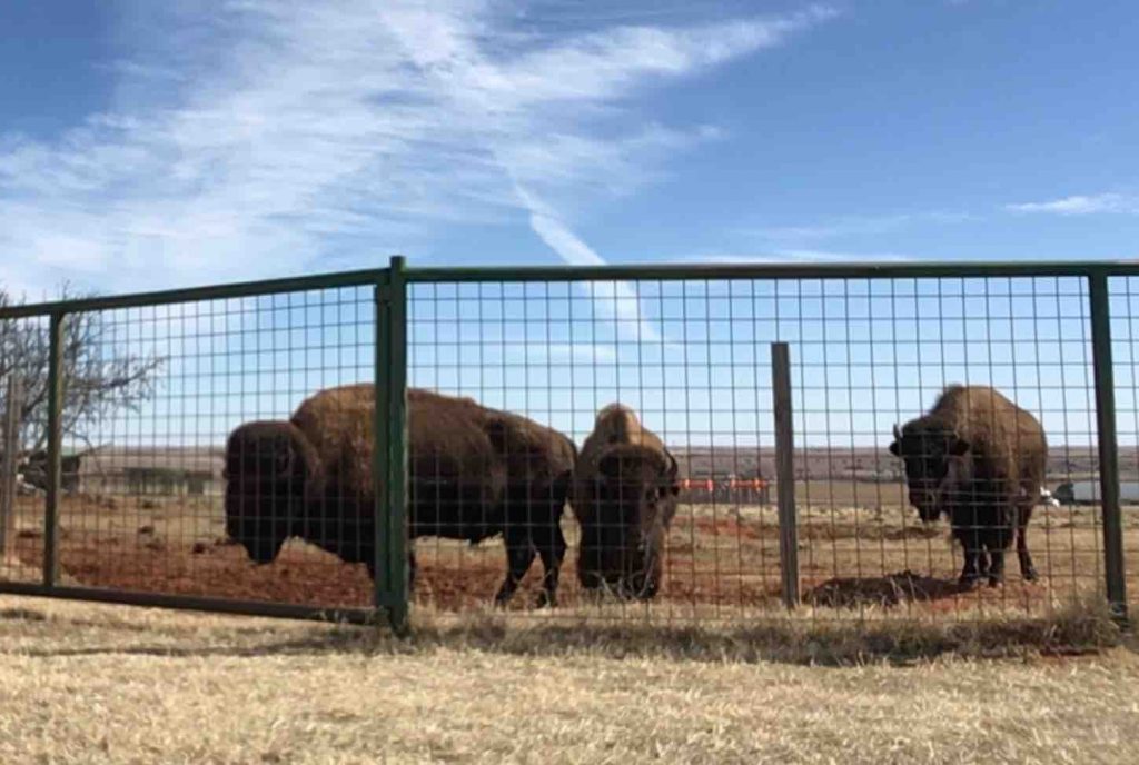 Oklahoma Buffaloes