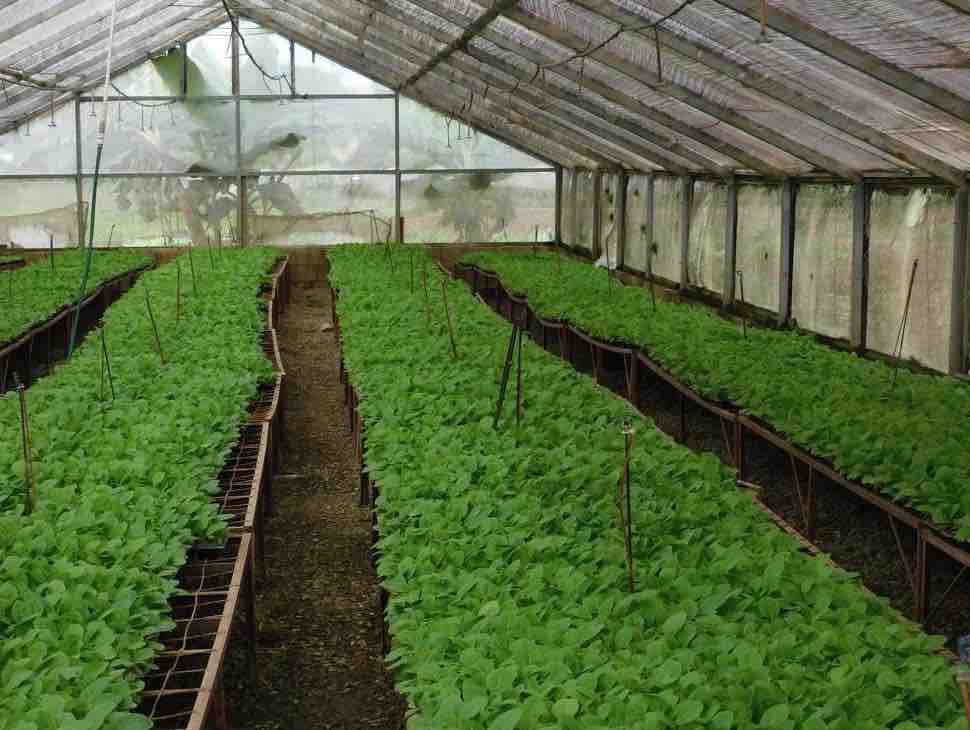 La Canela Greenhouse